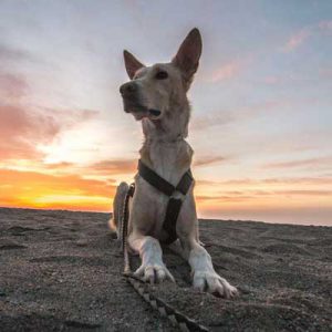 Sesiones de mascota