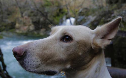 Fotografía de mascotas en Vitoria-Gasteiz